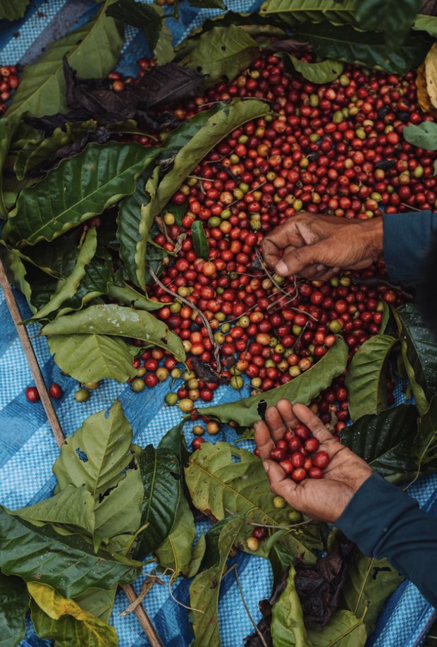 Hands sorting a spread of freshly picked coffee cherries, red and green, among glossy leaves on a blue tarpaulin.